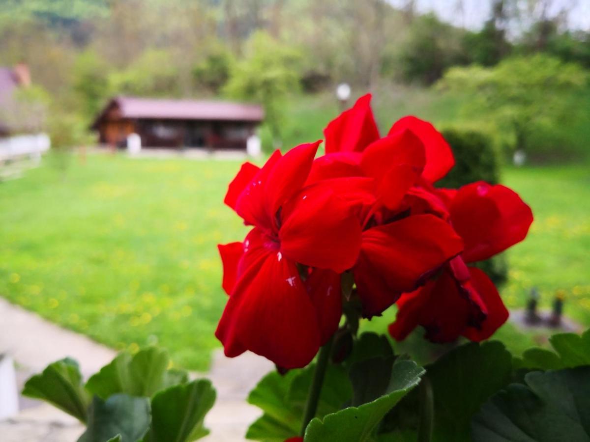 Bed and Breakfast Castelul De Smarald Pangaracior Екстер'єр фото